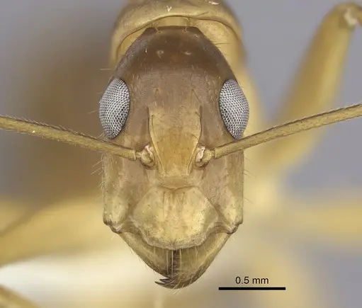 Camponotus chloroticus specimen CASENT0219831 image casent0219831_2