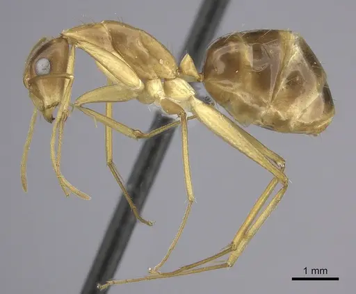Camponotus chloroticus specimen CASENT0219831 image casent0219831_3