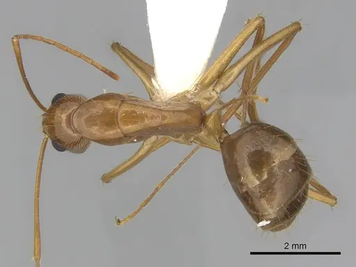 Camponotus chloroticus specimen CASENT0280234 image casent0280234_1