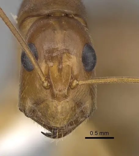 Camponotus chloroticus specimen CASENT0280234 image casent0280234_2
