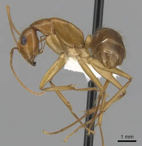 Camponotus chloroticus specimen CASENT0280234 image casent0280234_3