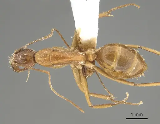 Camponotus chloroticus specimen CASENT0887744 image casent0887744_1