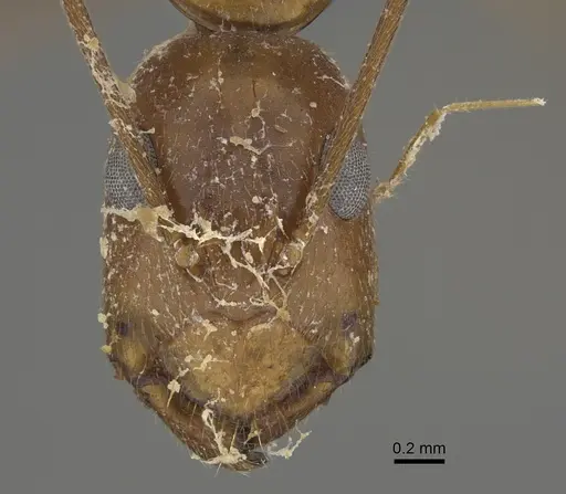 Camponotus chloroticus specimen CASENT0887744 image casent0887744_2