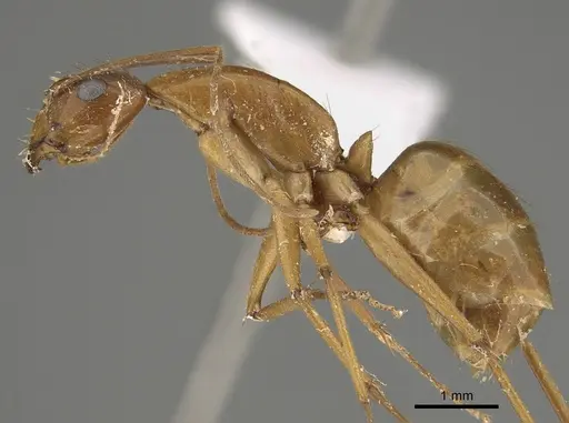 Camponotus chloroticus specimen CASENT0887744 image casent0887744_3