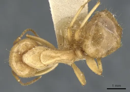 Camponotus chloroticus specimen CASENT0903571 image casent0903571_1