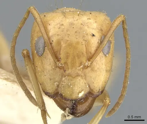 Camponotus chloroticus specimen CASENT0903571 image casent0903571_2