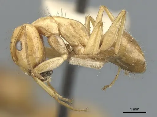 Camponotus chloroticus specimen CASENT0903571 image casent0903571_3