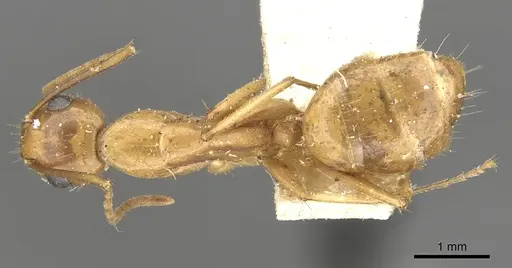 Camponotus chloroticus specimen CASENT0903572 image casent0903572_1
