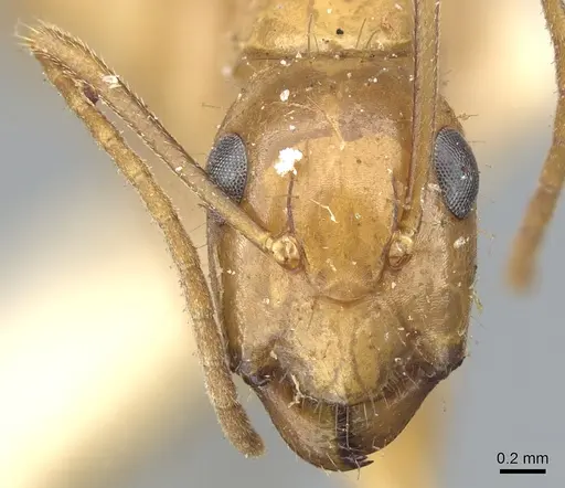 Camponotus chloroticus specimen CASENT0903572 image casent0903572_2