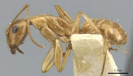Camponotus chloroticus specimen CASENT0903572 image casent0903572_3