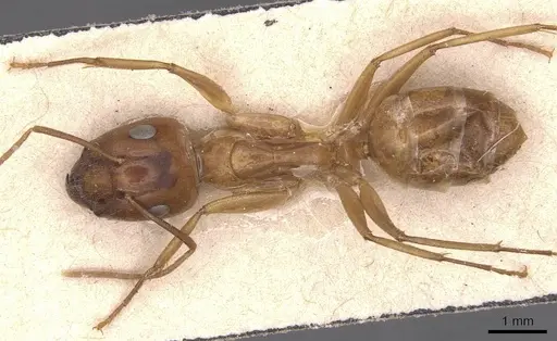 Camponotus chloroticus specimen CASENT0905334 image casent0905334_1