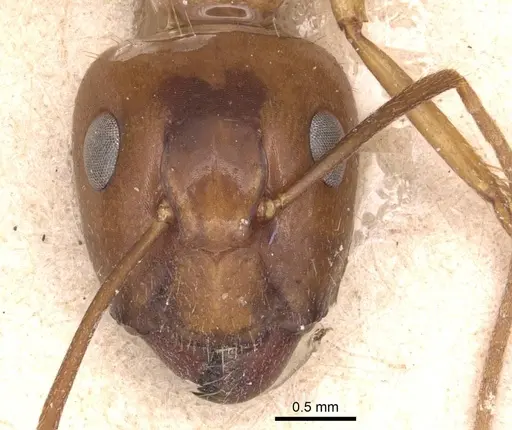Camponotus chloroticus specimen CASENT0905334 image casent0905334_2