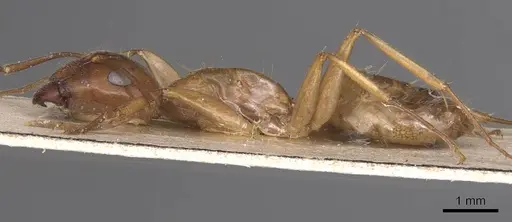 Camponotus chloroticus specimen CASENT0905334 image casent0905334_3
