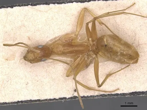 Camponotus chloroticus specimen CASENT0905337 image casent0905337_1