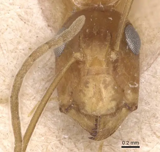 Camponotus chloroticus specimen CASENT0905337 image casent0905337_2