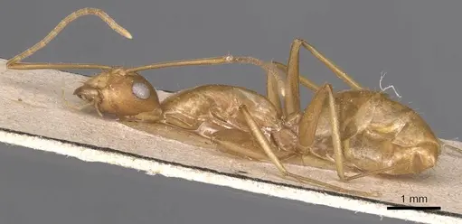 Camponotus chloroticus specimen CASENT0905337 image casent0905337_3