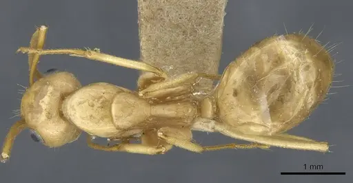 Camponotus chloroticus specimen CASENT0905843 image casent0905843_1