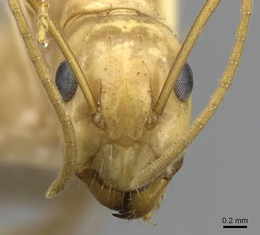 Camponotus chloroticus specimen CASENT0905843 image casent0905843_2