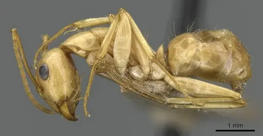 Camponotus chloroticus specimen CASENT0905843 image casent0905843_3