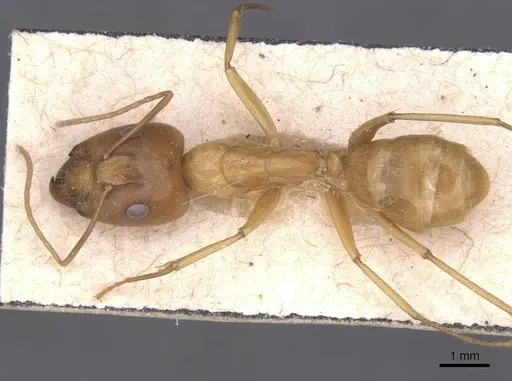 Camponotus chloroticus specimen CASENT0911924 image casent0911924_1