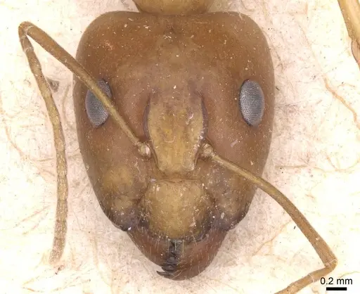 Camponotus chloroticus specimen CASENT0911924 image casent0911924_2