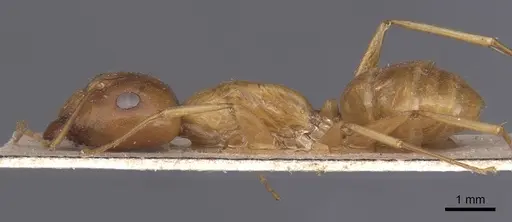 Camponotus chloroticus specimen CASENT0911924 image casent0911924_3