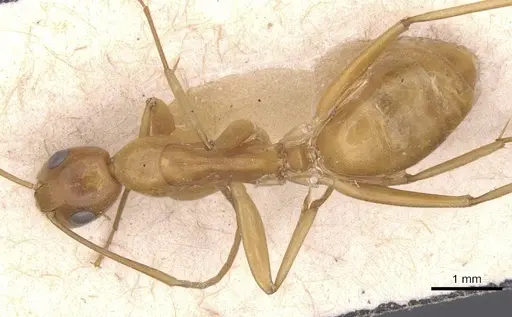 Camponotus chloroticus specimen CASENT0911925 image casent0911925_1