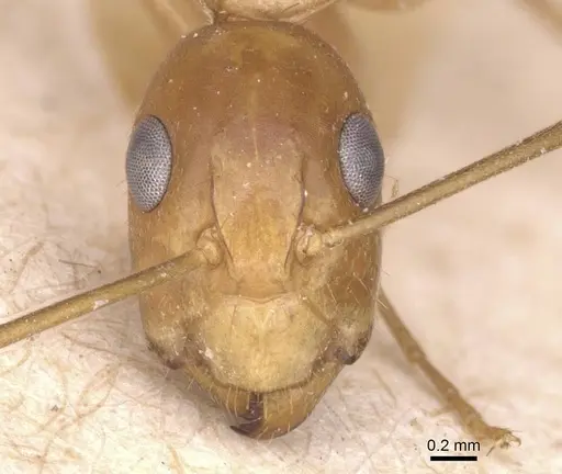Camponotus chloroticus specimen CASENT0911925 image casent0911925_2