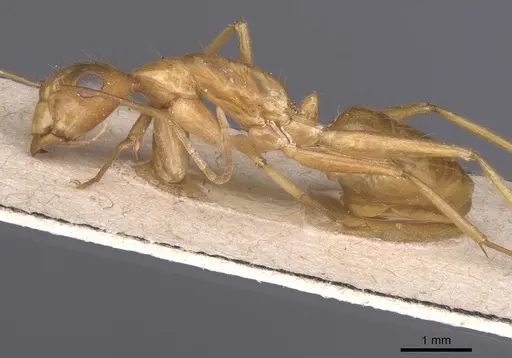 Camponotus chloroticus specimen CASENT0911925 image casent0911925_3