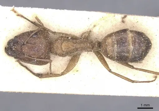 Camponotus chloroticus specimen CASENT0911926 image casent0911926_1