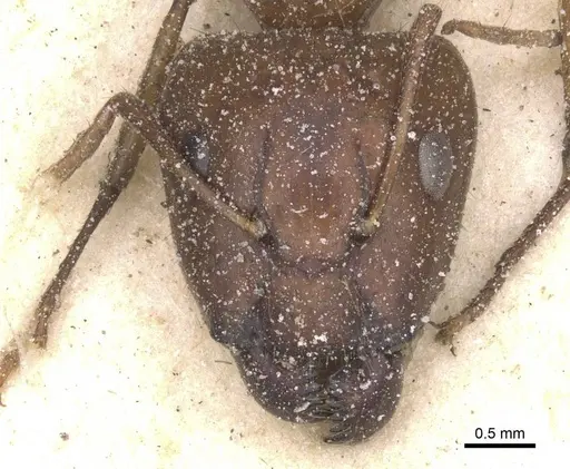 Camponotus chloroticus specimen CASENT0911926 image casent0911926_2