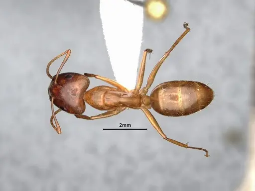 Camponotus chloroticus specimen CASENT4031301 image casent4031301_1