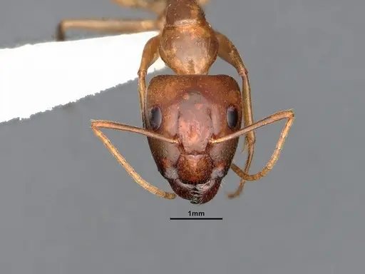 Camponotus chloroticus specimen CASENT4031301 image casent4031301_2