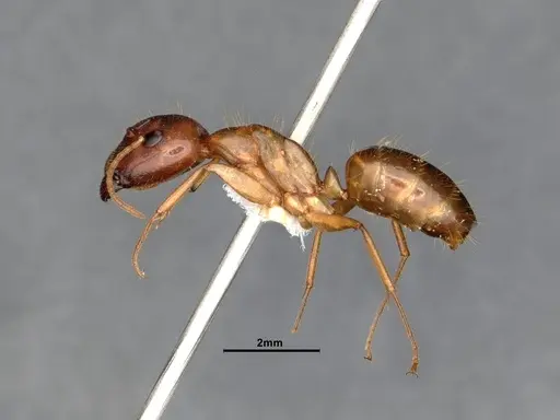 Camponotus chloroticus specimen CASENT4031301 image casent4031301_3