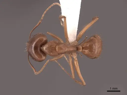 Camponotus chloroticus specimen FMNHINS0000051005 image fmnhins0000051005_1
