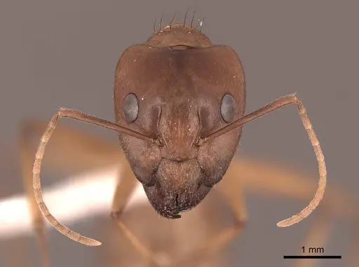 Camponotus chloroticus specimen FMNHINS0000051005 image fmnhins0000051005_2