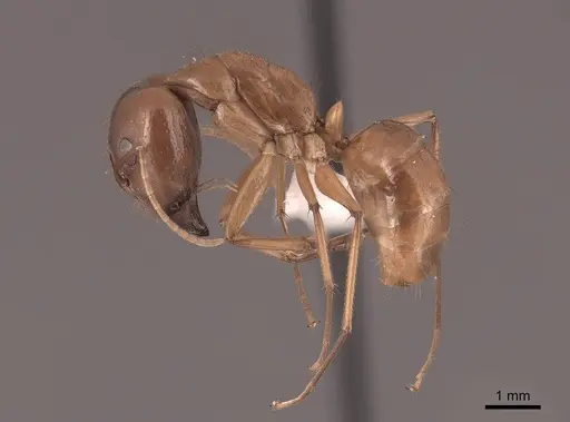Camponotus chloroticus specimen FMNHINS0000051005 image fmnhins0000051005_3