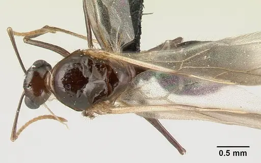 Camponotus chrislaini specimen CASENT0498997 image casent0498997_1