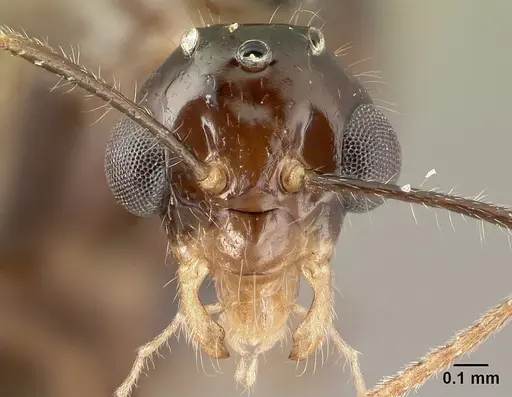 Camponotus chrislaini specimen CASENT0498997 image casent0498997_2