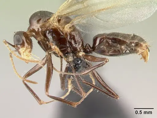 Camponotus chrislaini specimen CASENT0498997 image casent0498997_3
