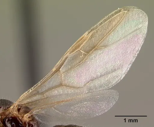 Camponotus chrislaini specimen CASENT0498997 image casent0498997_4