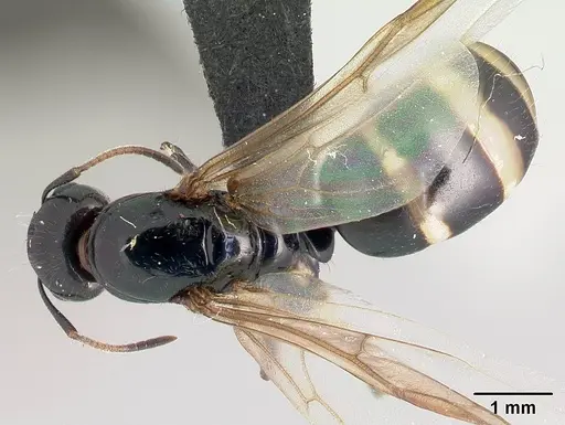 Camponotus chrislaini specimen CASENT0498998 image casent0498998_1