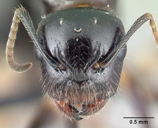 Camponotus chrislaini specimen CASENT0498998 image casent0498998_2
