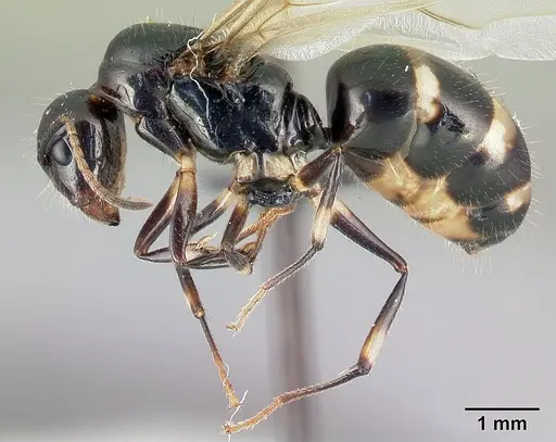 Camponotus chrislaini specimen CASENT0498998 image casent0498998_3