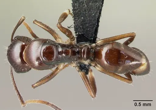 Camponotus chrislaini specimen CASENT0498999 image casent0498999_1