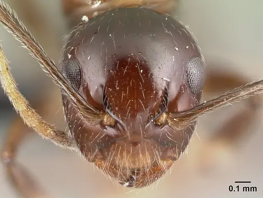 Camponotus chrislaini specimen CASENT0498999 image casent0498999_2