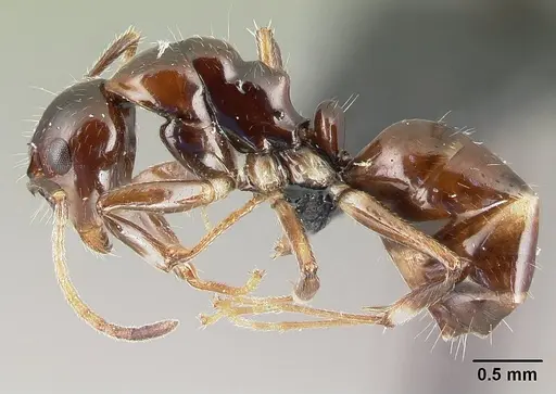 Camponotus chrislaini specimen CASENT0498999 image casent0498999_3