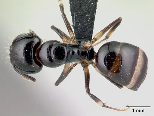 Camponotus chrislaini specimen CASENT0499002 image casent0499002_1