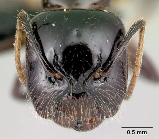 Camponotus chrislaini specimen CASENT0499002 image casent0499002_2
