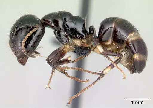 Camponotus chrislaini specimen CASENT0499002 image casent0499002_3